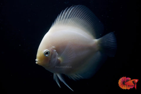 White Diamond Discus - Size 4"