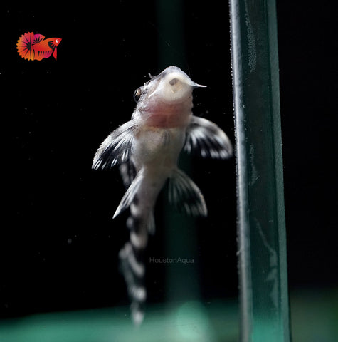 L333 - White King Tiger Pleco (Hypancistrus sp.)