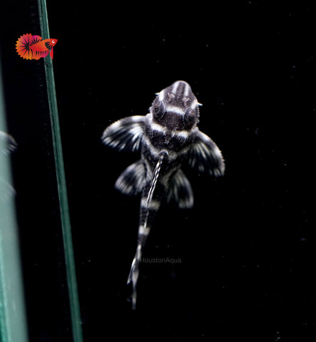 L333 - White King Tiger Pleco (Hypancistrus sp.)