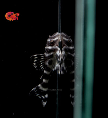 L333 - White King Tiger Pleco (Hypancistrus sp.)