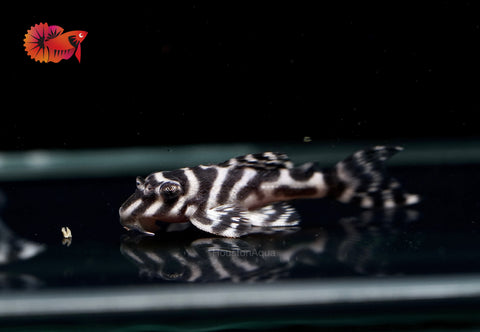 L333 - White King Tiger Pleco (Hypancistrus sp.)