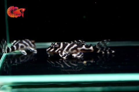 L333 - White King Tiger Pleco (Hypancistrus sp.)