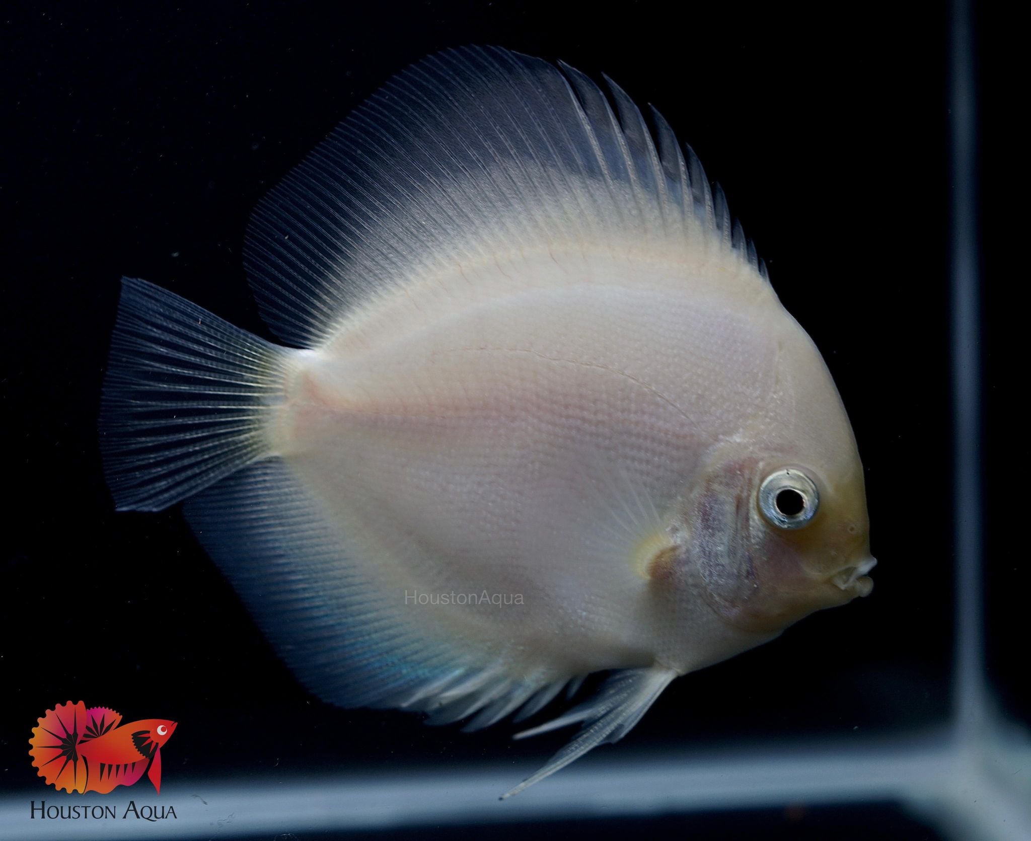 Mengenal Ikan Discus Snow White: Keindahan dan Perawatannya Mengenal Ikan Discus Snow White: Keindahan dan Perawatannya
