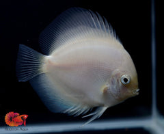 White Pearl Discus Fish