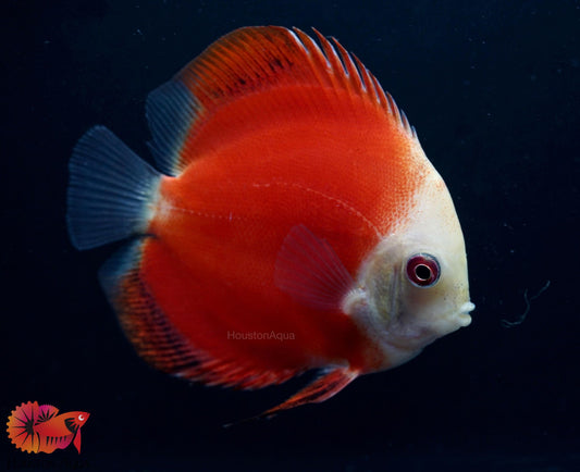 Red Melon Discus Fish 3.5"