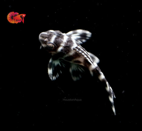 L333 - White King Tiger Pleco (Hypancistrus sp.)