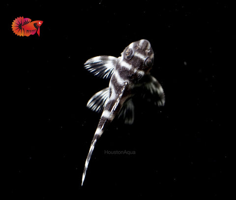 L333 - White King Tiger Pleco (Hypancistrus sp.)