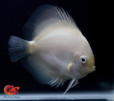 White Diamond Discus - Size 3.5-4”