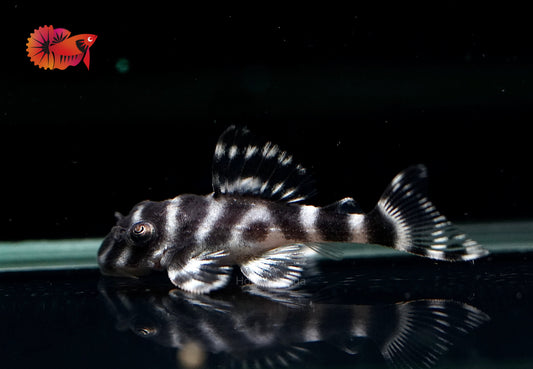 L333 - King Tiger Pleco (Hypancistrus sp.)