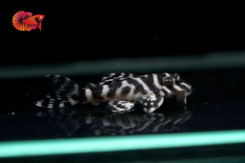 L333 - White King Tiger Pleco (Hypancistrus sp.)