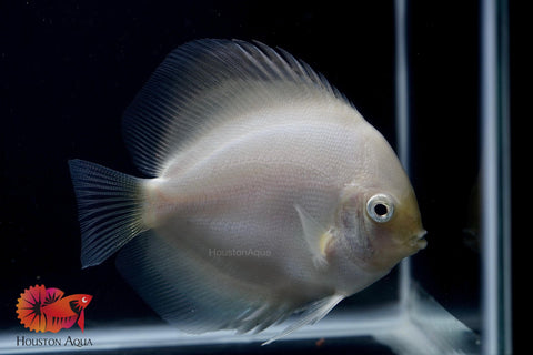 White Diamond Discus - Size 4"