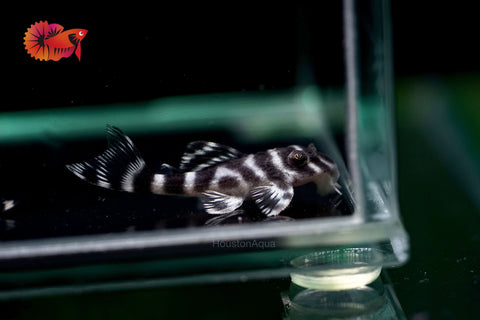 L333 - White King Tiger Pleco (Hypancistrus sp.)