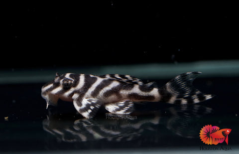 L333 - White King Tiger Pleco (Hypancistrus sp.)