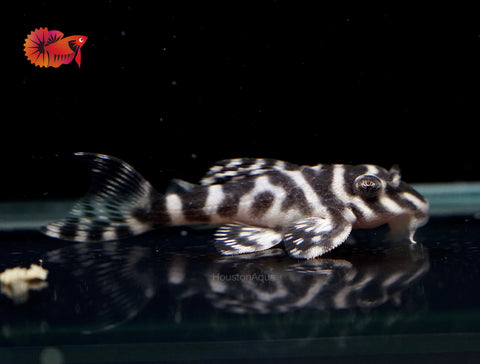 L333 - White King Tiger Pleco (Hypancistrus sp.)