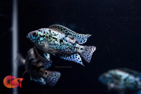 Electric Blue Jack Dempsey Cichlid Live Fish (Size 1.2")