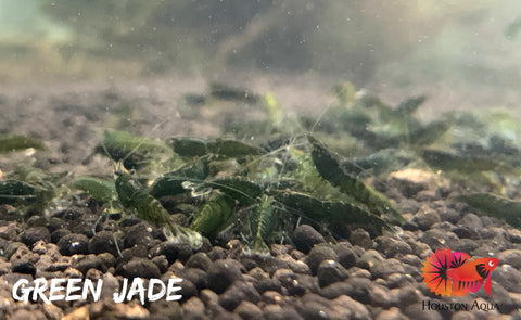 Green Jade Neocaridina Shrimp - Grade SSS++