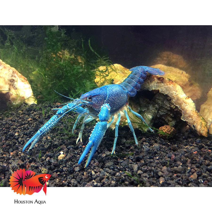 Electric Blue Lobster - Rare in Houston Aqua