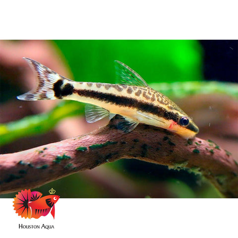 Otocinclus Colombia Fish