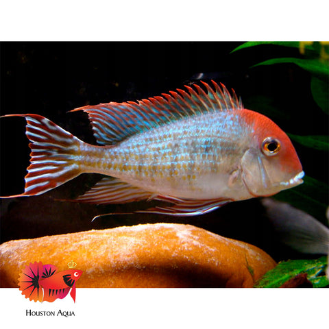 Red Head Geopharus 2”