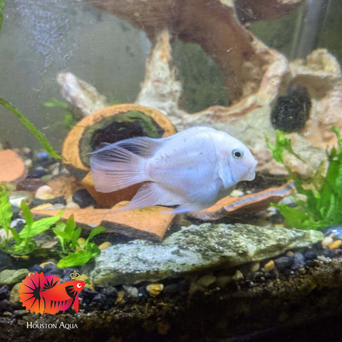 Platinum Parrot Cichlid size 3" Ballon