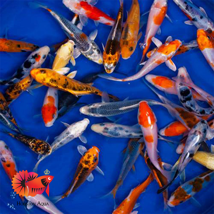 Normal Koi Standard Koi 3” – Houston Aqua
