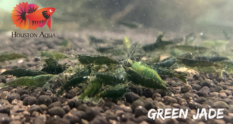 Green Jade Neocaridina Shrimp - Grade SSS++