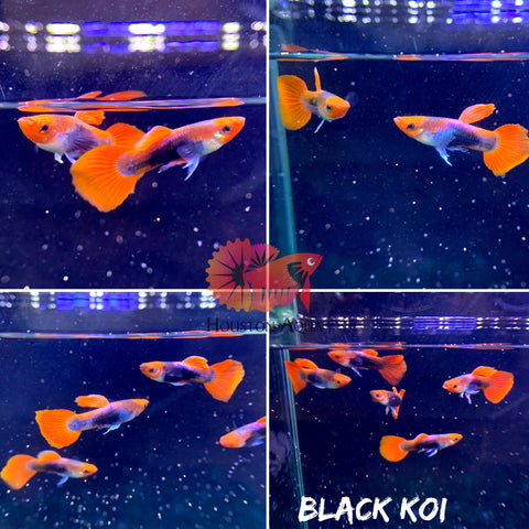 Black Koi Short Tuxedo Guppy