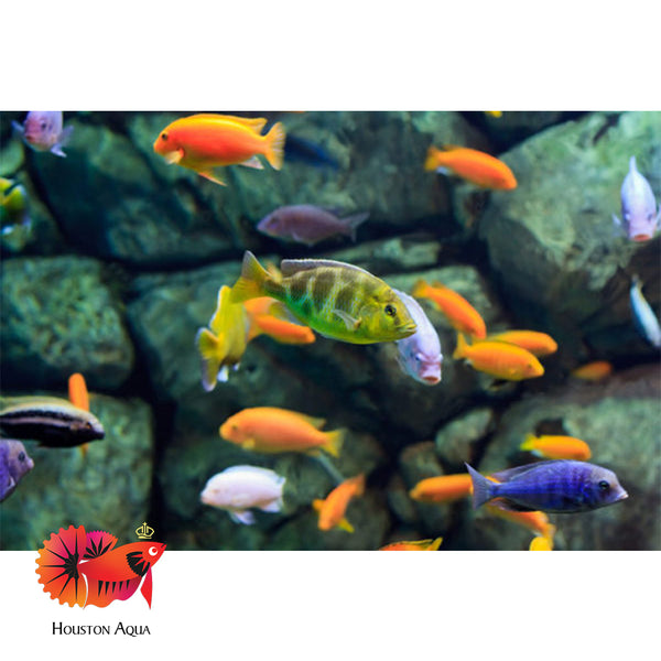 Mixed African Cichlids size 1.8” – Houston Aqua