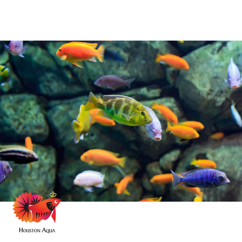 (Pack of 1) Mixed Color African Cichlids size 1.8”