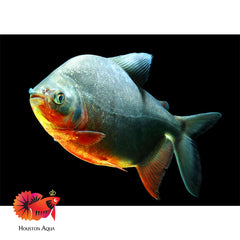Red Belly Pacu 6''