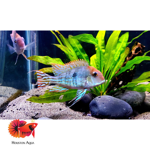 Red Head Geopharus 2”