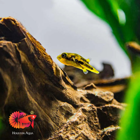 Dwarf Mini Puffer Fish - Pea Puffer