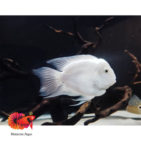 Platinum Parrot Cichlid Ballon size 1.5"