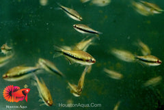 Emperor Tetra - Aquarium Fish for AquaScape Tank