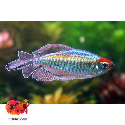 Congo Tetra Male