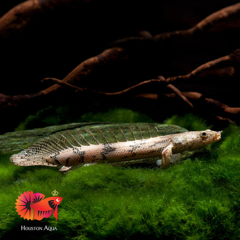 Lapradei Koliba Bichir (Polypterus Lapradei) Size 7”