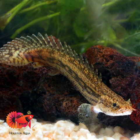 Lapradei Koliba Bichir (Polypterus Lapradei) Size 7”