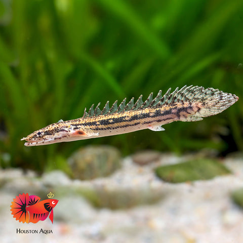 Lapradei Koliba Bichir (Polypterus Lapradei) Size 7”