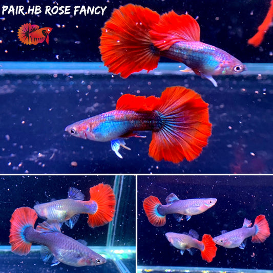 Half Black Rose Halfmoon