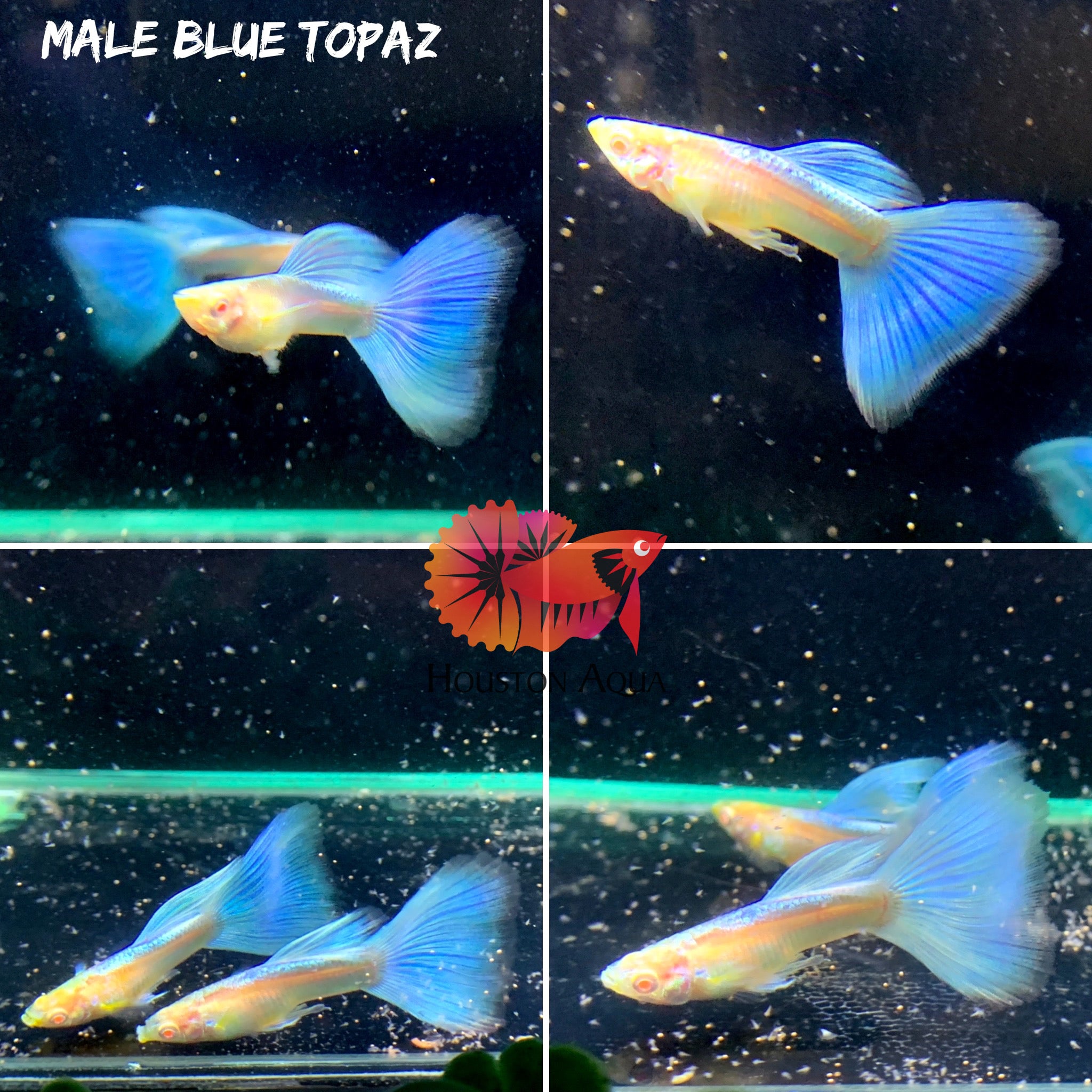 Live Female Albino Sky Blue Topaz Guppy – High Quality Freshwater Aquarium Fish