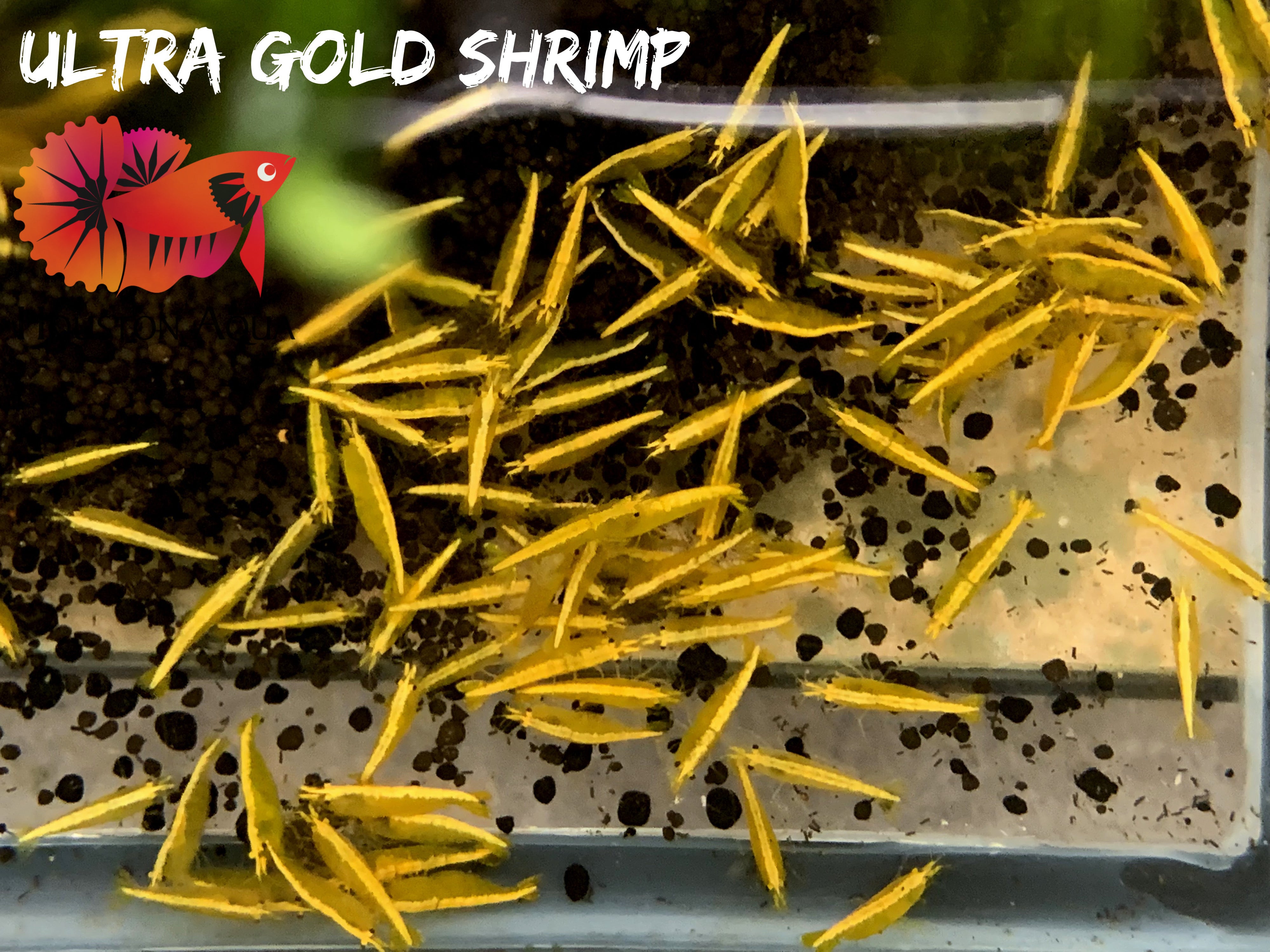 Ultra Golden Back Line Neocaridina Shrimp - Grade SSS++