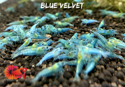 Blue Jelly Neocaridina Shrimp - Grade SSS++