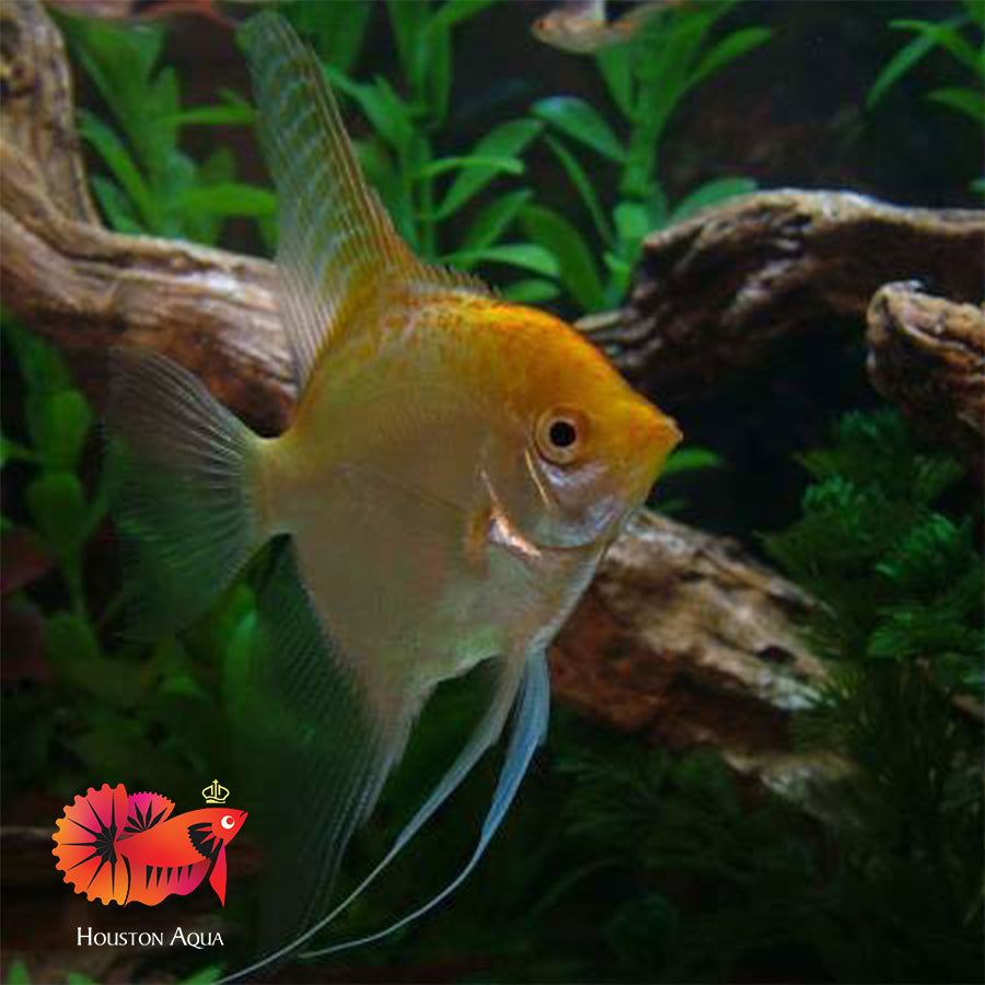 Gold Angel Fish