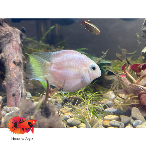 Platinum Parrot Cichlid size 3" Ballon