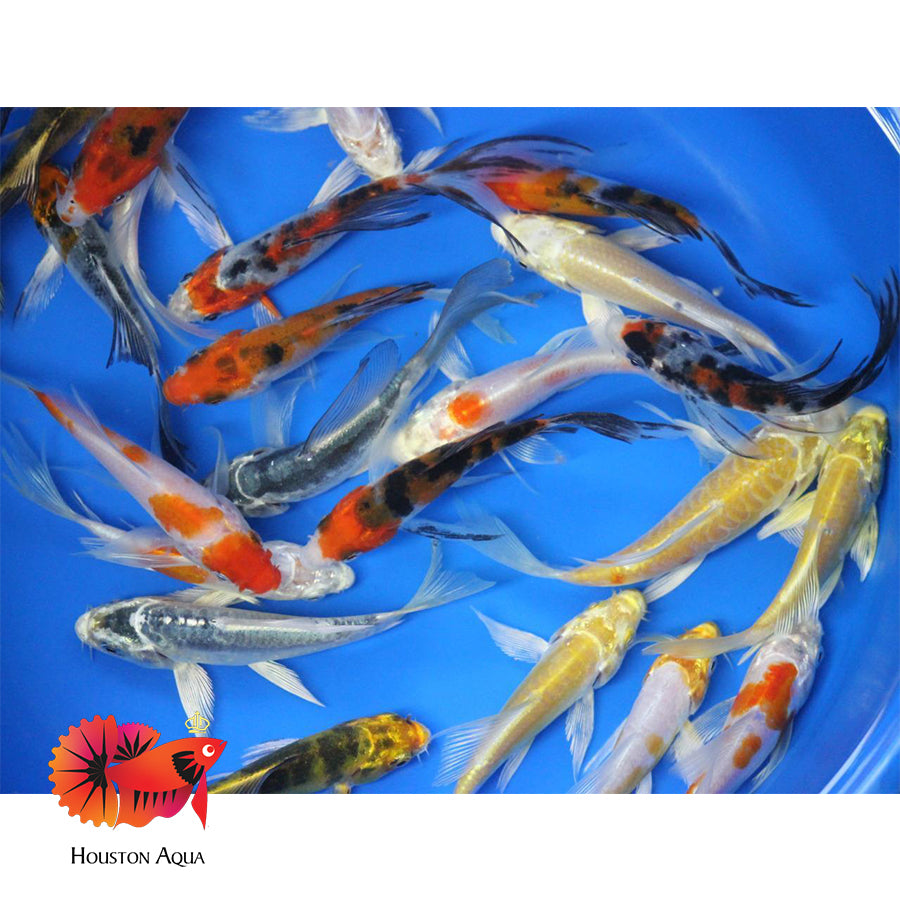 Butterfly Fish Tools Butterfly Koi Fish