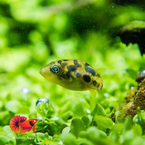 Dwarf Mini Puffer Fish - Pea Puffer