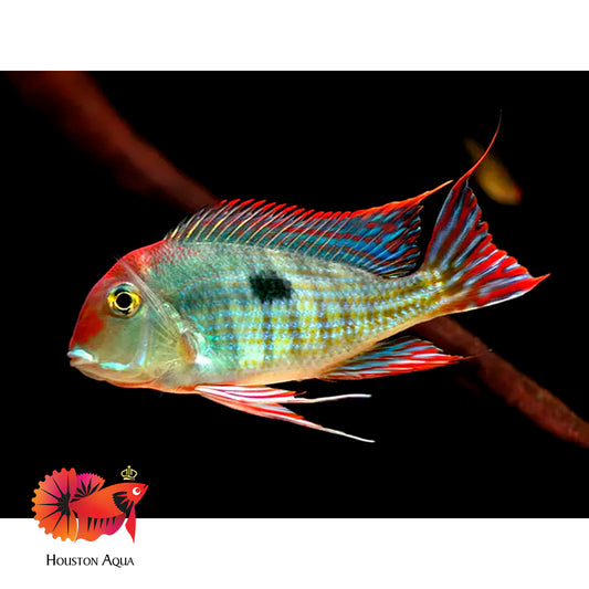 Red Head Geopharus 5''