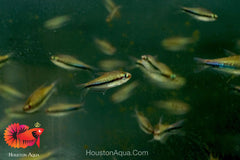 Emperor Tetra - Aquarium Fish for AquaScape Tank