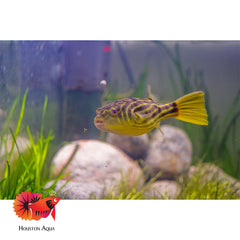 Fahaka Puffer 7''