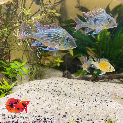Geophagus Sveni Short Body Size 5”